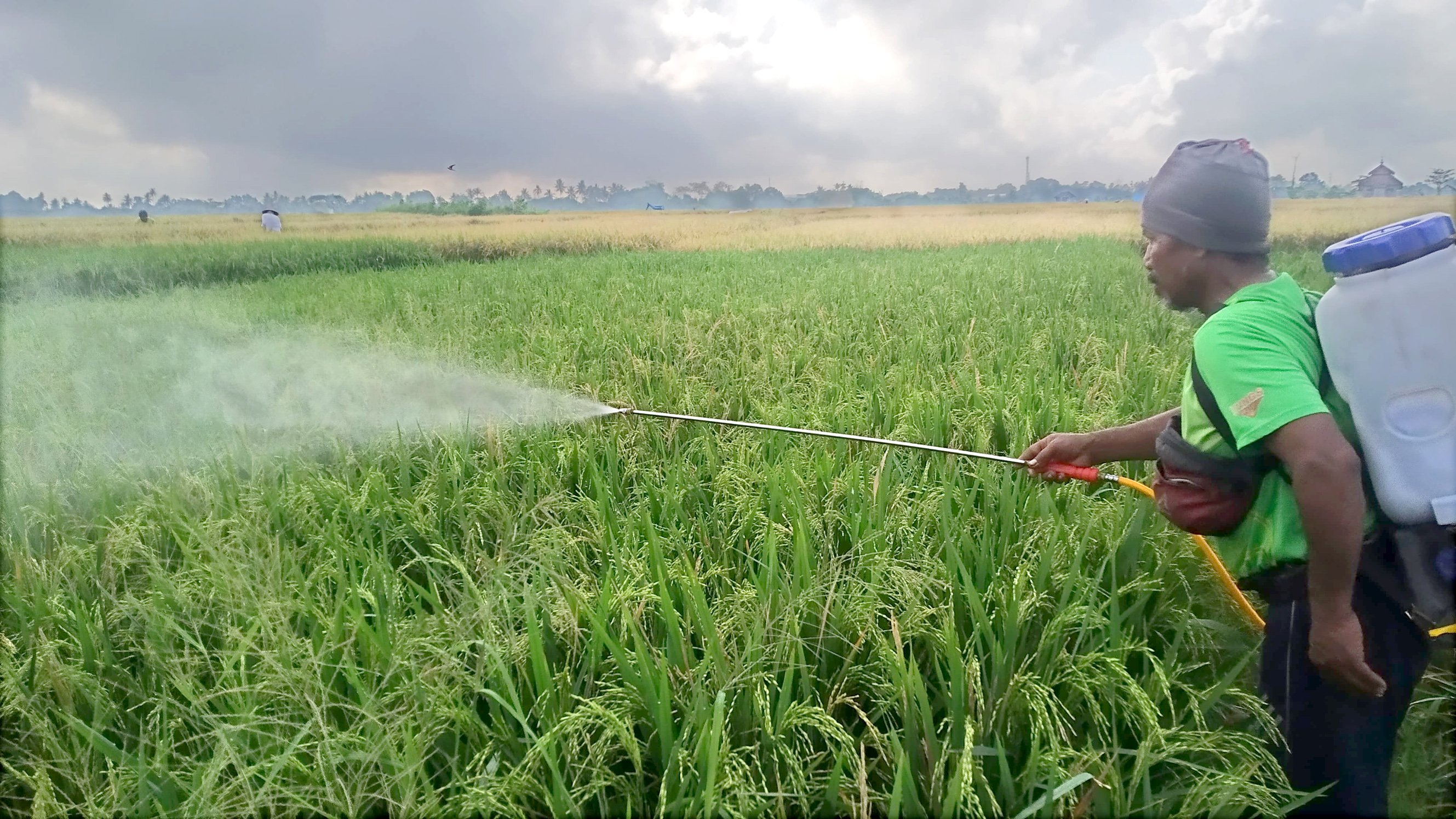 BASMI WERENG: Salah satu petani menyemprotkan obat serangga pada tanaman padi di sawahnya Dusun Lidah, Desa/Kecamatan Gambiran kemarin (28/5).