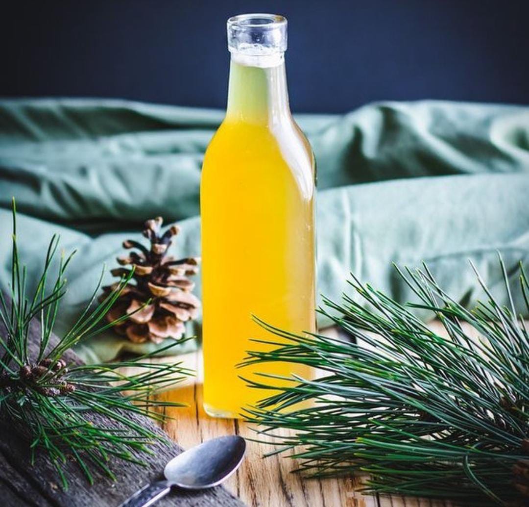 Sirup dari daun pinus