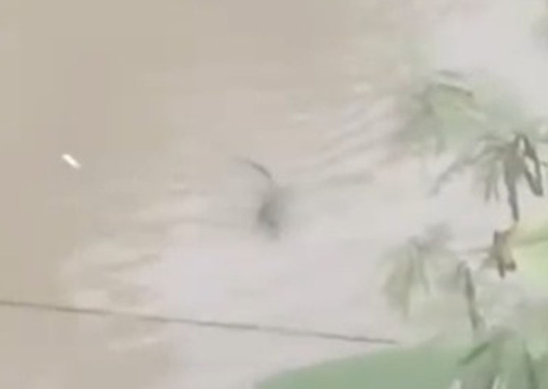 TEREKAM: Tangkapan layar penampakan buaya yang muncul di Sungai Kalibaru di Dusun Sumbermulyo, Desa/Kecamatan Pesanggaran Rabu (5/6).