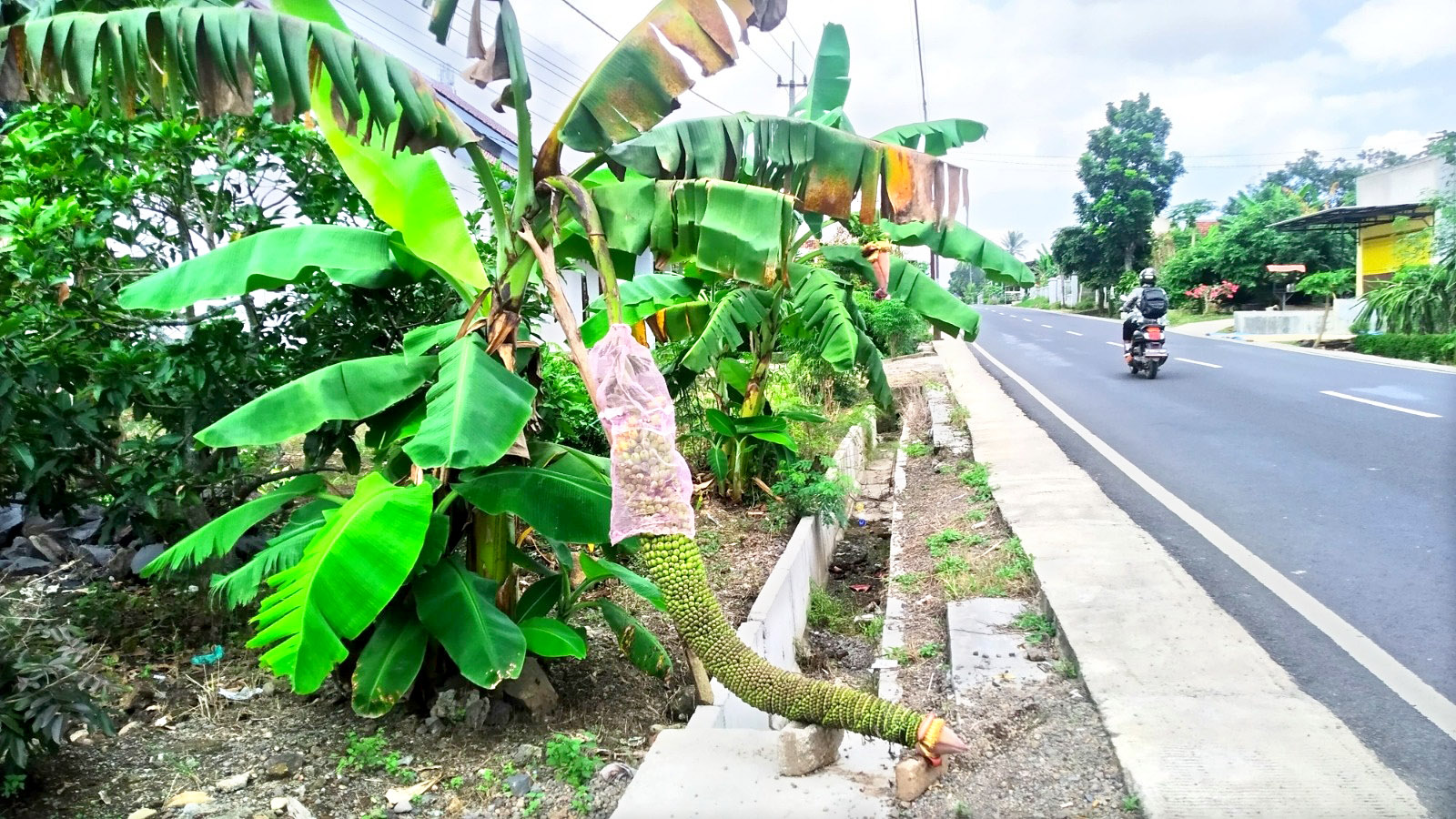 MENJUNTAI: Buah pisang barlin yang memiliki panjang 1,5 meter di pinggir Jalan Widayat, Dusun Krajan, Desa Seneporejo, Kecamatan Siliragung Kamis (6/6).