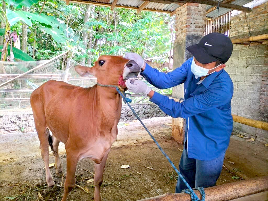 CEK FISIK: Petugas memeriksa sapi untuk memastikan kondisi hewan ternak tersebut sehat dan layak konsumsi.