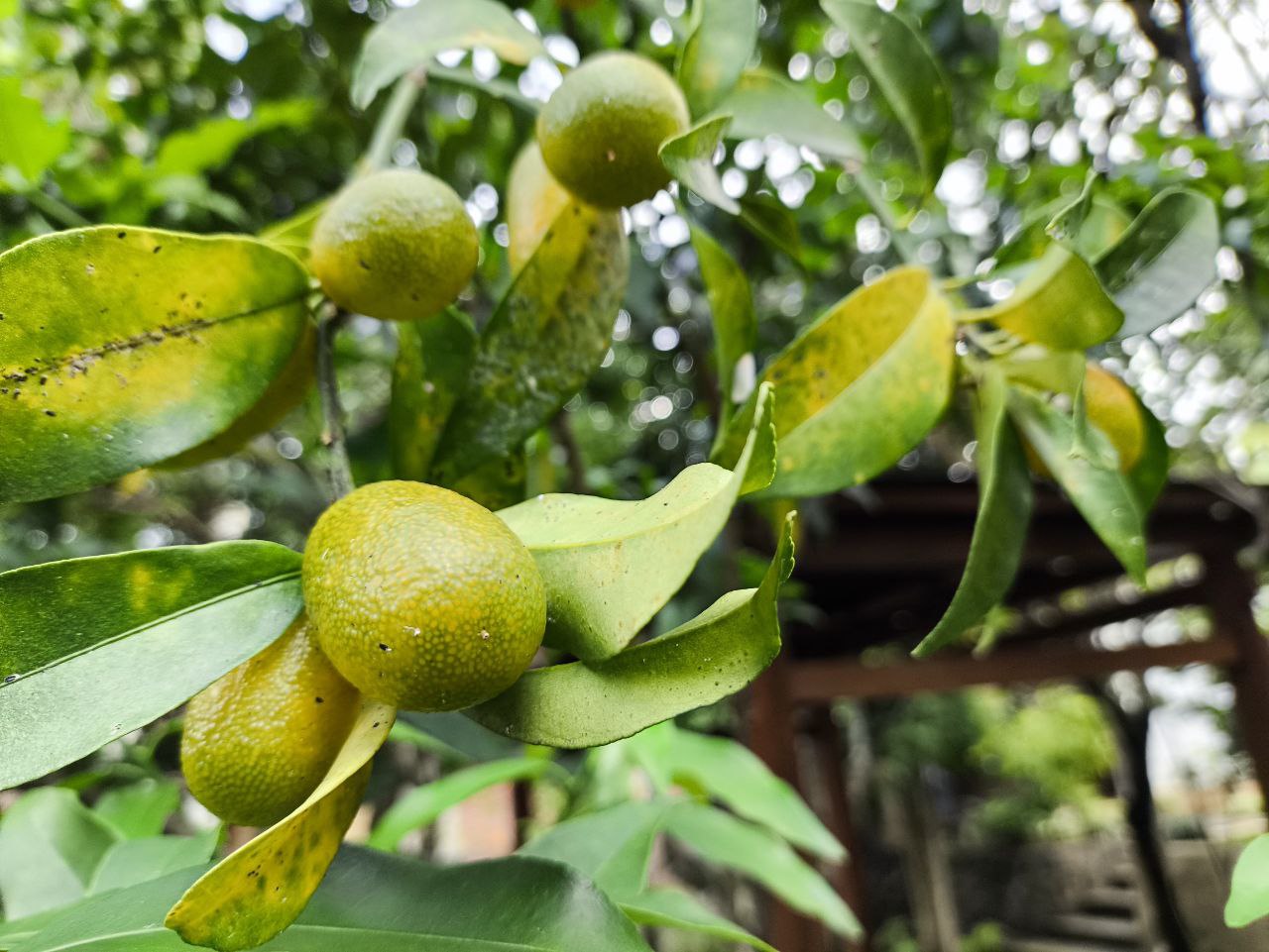 Jeruk nagami yang punya segudang manfaat dan menjadi simbol keberuntungan.