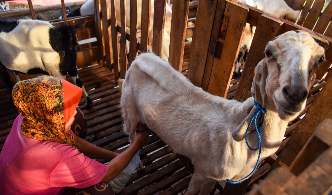 ALAMI: Pekerja perempuan memerah susu kambing etawa di Kecamatan Kalipuro, Banyuwangi.