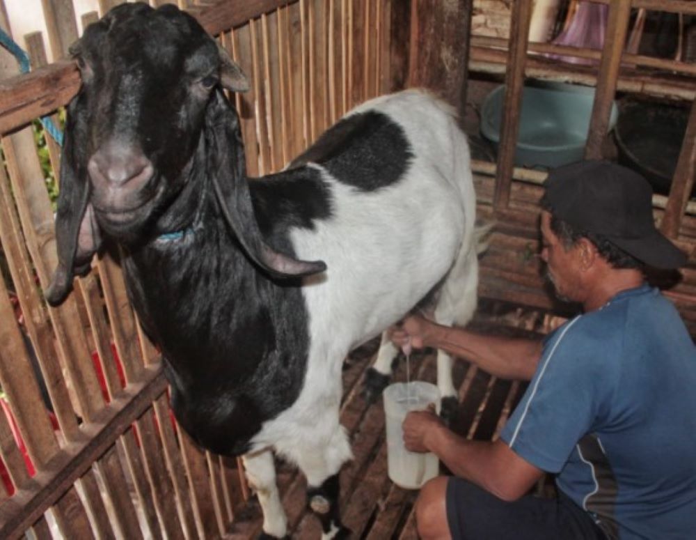 Peternak kambing perah di Desa Jambewangi, Kecamatan Sempu memerah kambingnya
