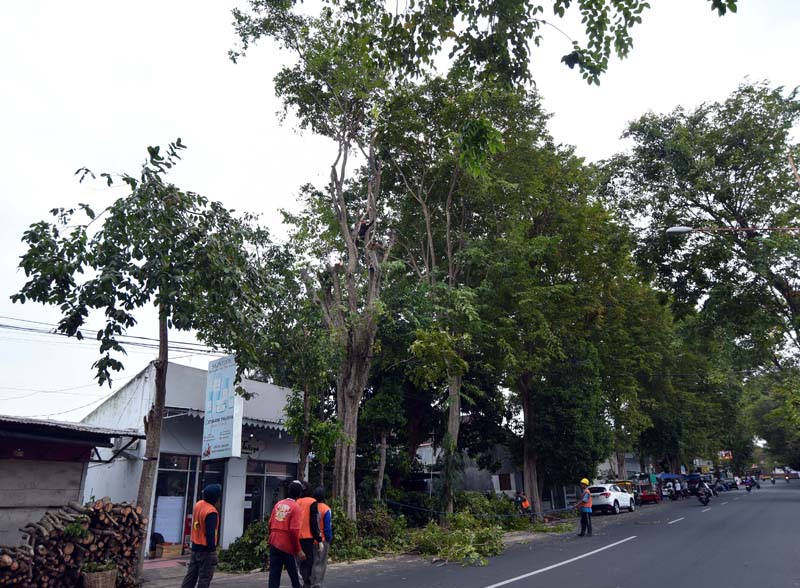 MENJULANG: Petugas melakukan perempesan ranting di kawasan Jalan HOS Cokroaminoto Banyuwangi Jumat (14/6).