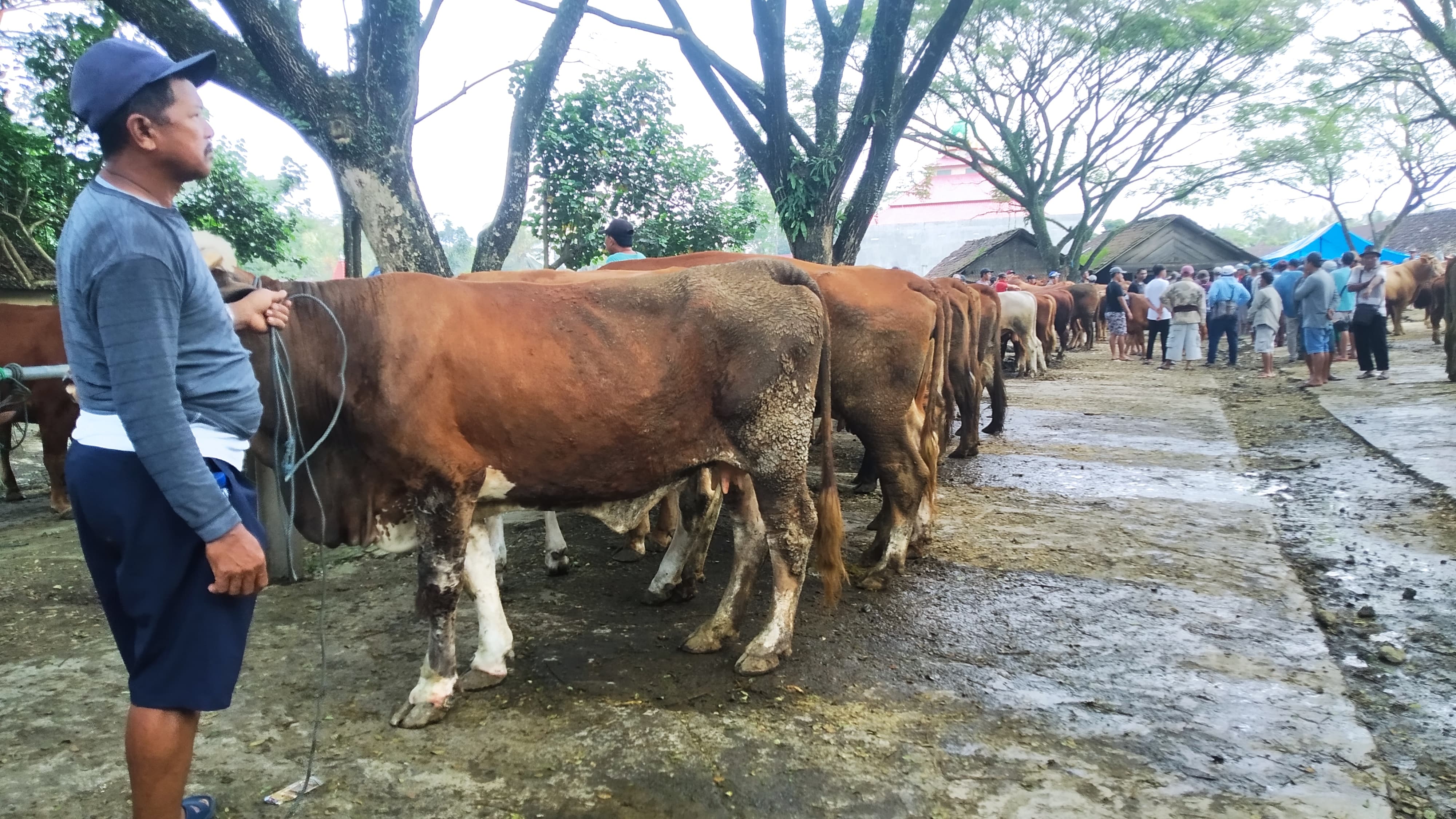 SEPI: Pedagang sapi di Pasar Hewan Glenmore menunggu pembeli yang datang menjelang Hari Raya Idul Adha Jumat (14/6).