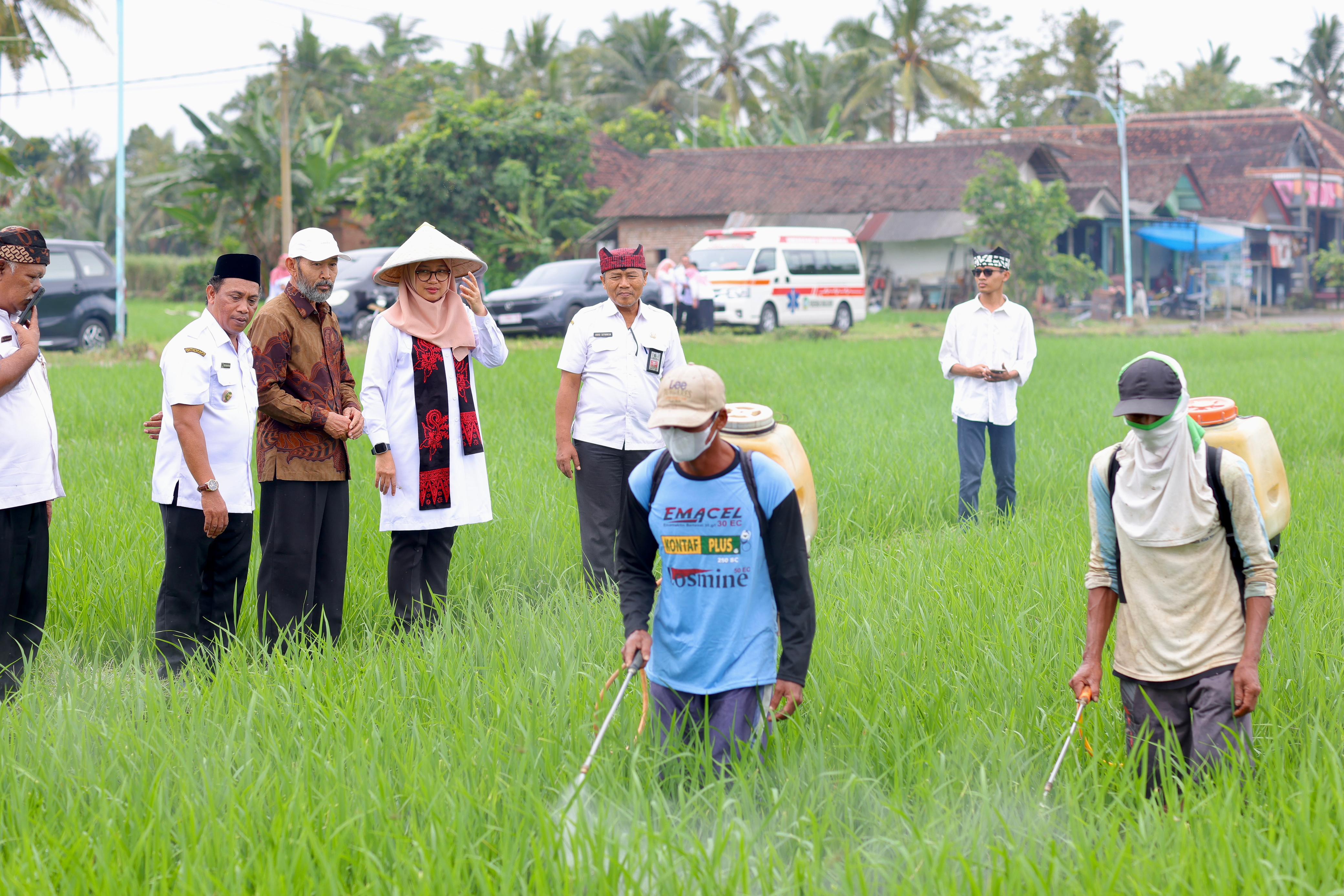 Bupati Ipuk Fiestiandani didampingi Kepala Dispertan Arief Setiawan meninjau proses penyemprotan padi di Desa Sumberbaru, Kecamatan Singojuruh, beberapa hari lalu.