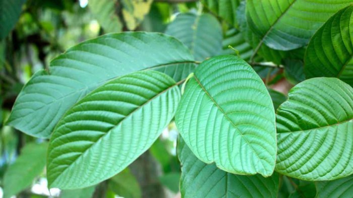 Daun kratom