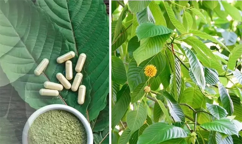 Ilustrasi suplemen daun kratom. (Credihealth & Prokal.co)
