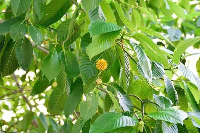 GOLONGAN SATU: Tanaman kratom masuk tanaman yang dilarang