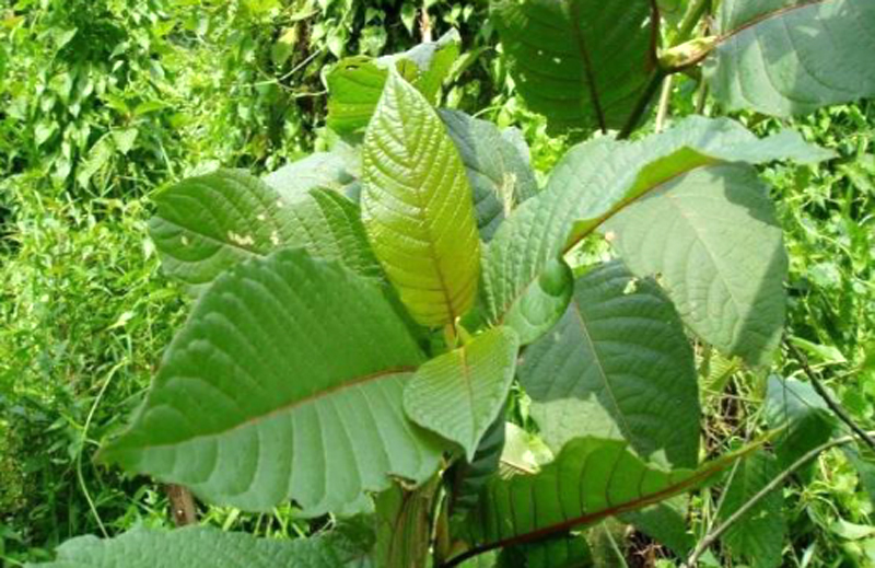 Daun kratom. (bnn.go.id)