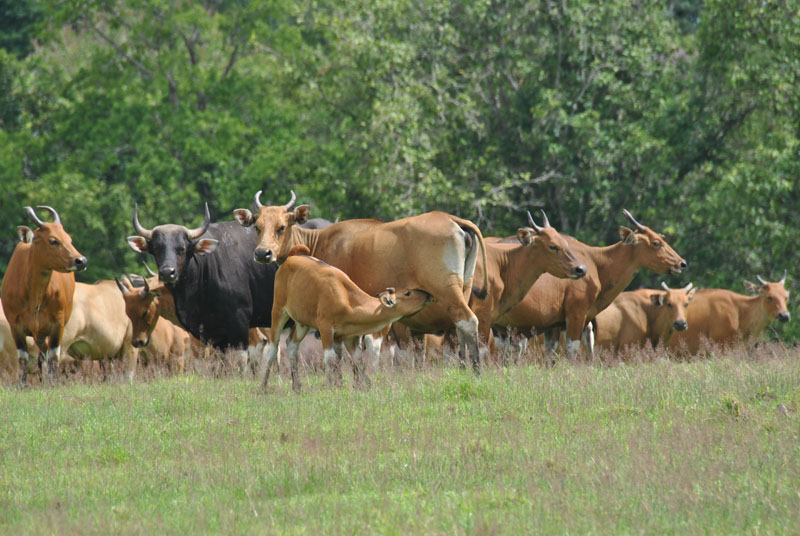 MENARIK: Kerumunan banteng bercengrkarama di Savana Sadengan (TNAP Desa Kalipait, Kecamatan Tegaldlimo pada Selasa (25/6).