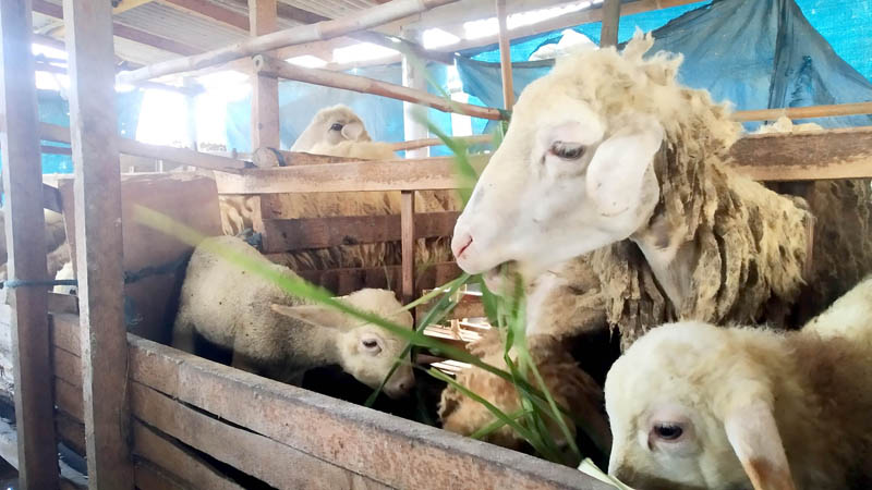 MAHAL: Harga kambing pasca Hari Raya Idul Adha ternyata malah meningkat Selasa (2/7).