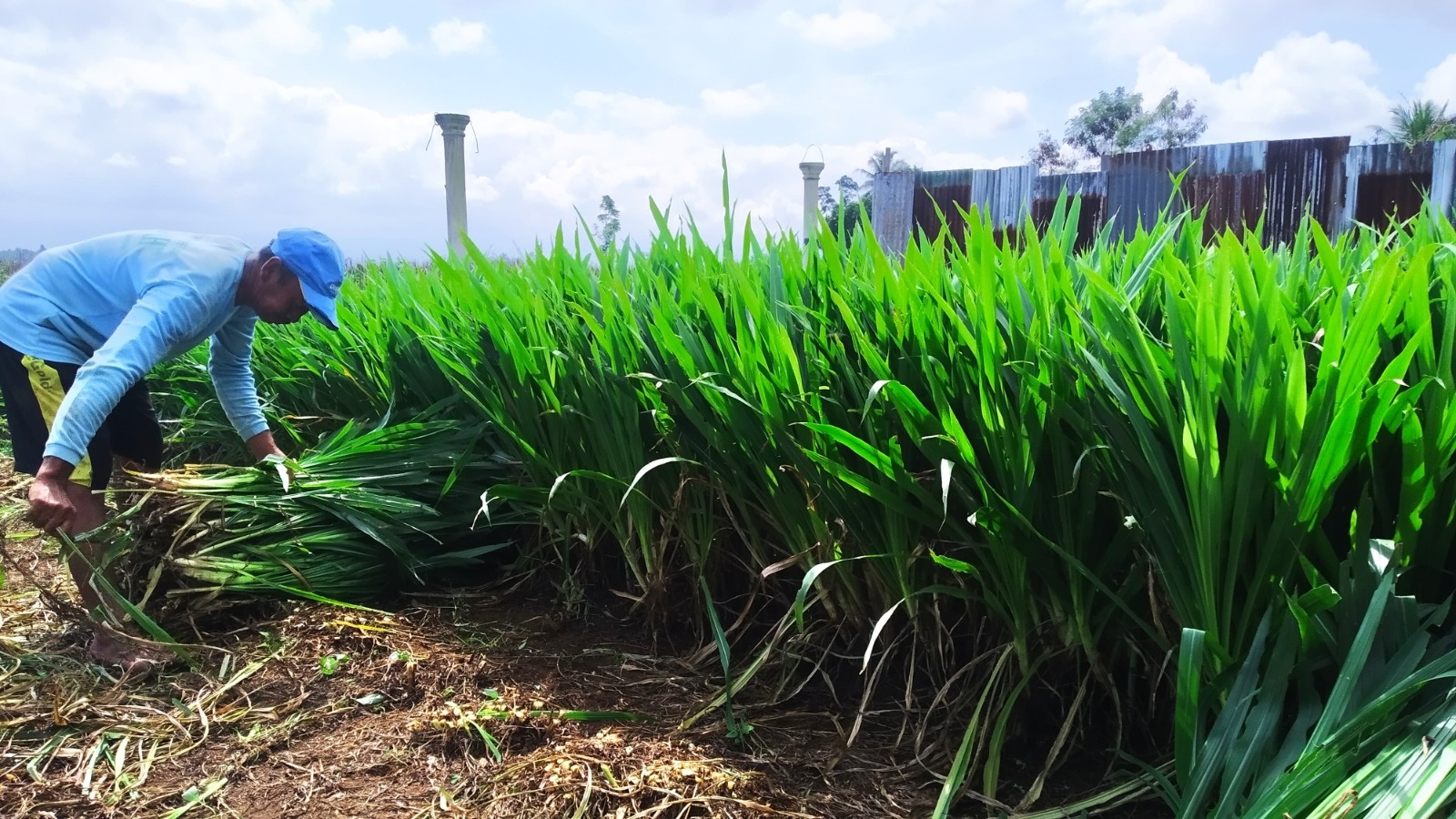 ALTERNATIF: Pakan ternak berupa rumput fermentasi kepada hewan ternak aman digunakan