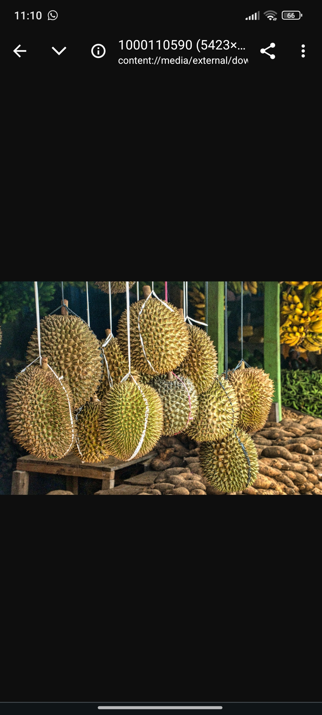 Buah durian
