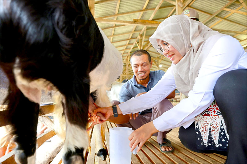 SUMBER PENGHASILAN: Ipuk Fiestiandani ditemani Jarot Setiawan mengambil susu kambing perah di peternakang kambing di Desa Seneporejo, Kecamatan Siliragung.