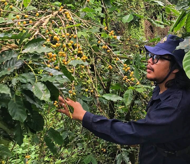 Andrian Sasmita saat memanen kopi Yellow Caturra di Kebun Kalibaru Rabu (10/7)