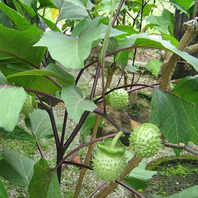 Tanaman kecubung