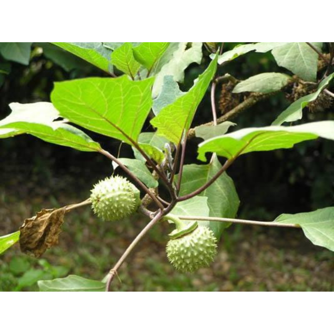 Tanaman kecubung