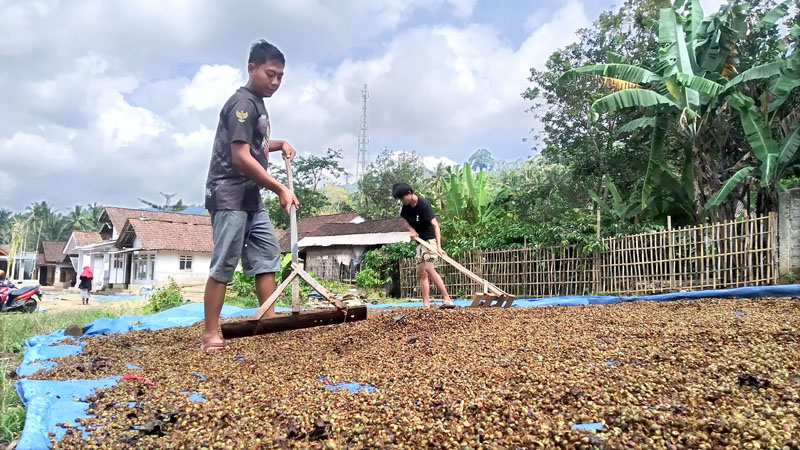 PANAS: Moh Lutfi menjemur biji kopi di pekarangan rumahnya di Dusun Karang Bangkalan, Desa Kalibaru Manis, Kecamatan Kalibaru Senin (15/7).