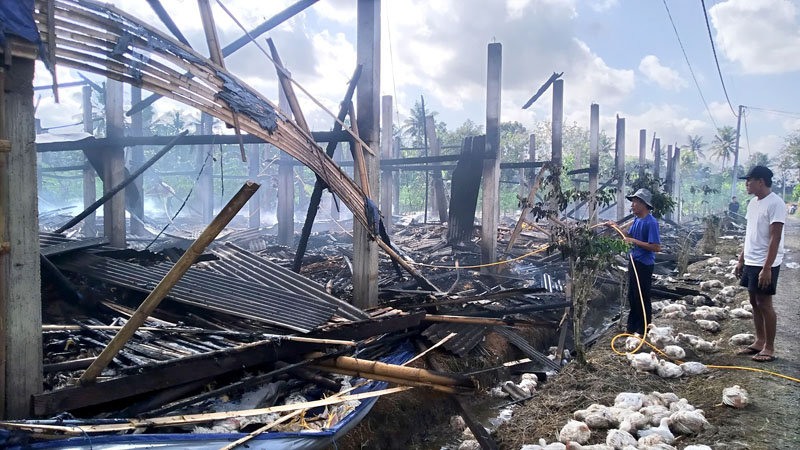 LUDES: Warga menyiram kandang ayam di Dusun Mojoroto, Desa/Kecamatan Tegalsari yang masih mengeluarkan asap. Bangkai ayam dan ayam yang masih hidup bercampur dan belum dibersihkan Selasa (16/7).