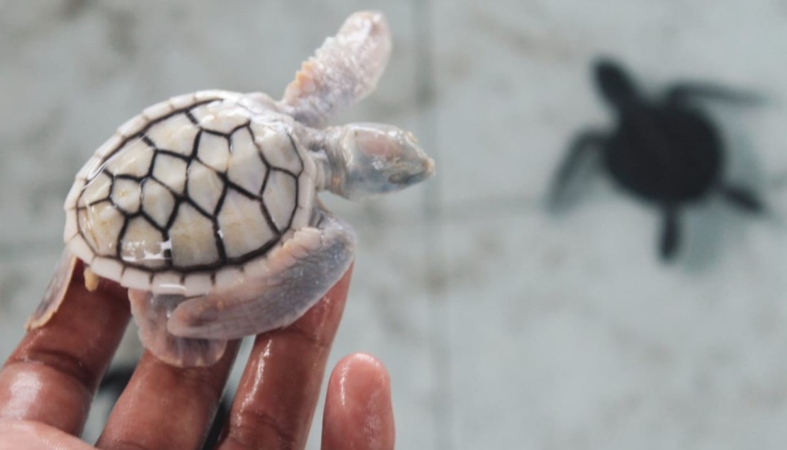 ALBINO: Anak penyu (tukik) abu-abu yang seharusnya berwarna hitam karena kelainan genetik menjadi berwarna putih.