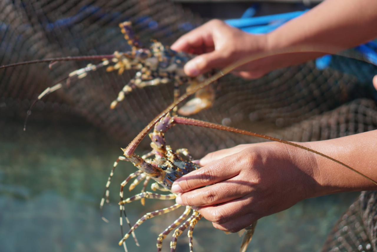 Lobster hasil budi daya warga Kampung Mandar, Banyuwangi.