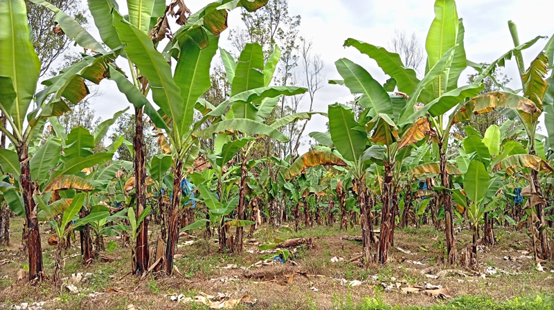 MENJANJIKAN: Tanaman pohon pisang jenis cavendish mulai berbuah dan ditutup plastik di Dusun Mangaran, Desa Sumberarum, Kecamatan Songgon Rabu (31/7)