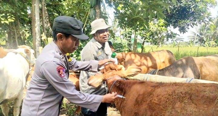 KOLABORASI: Petugas melakukan penyuntikan hewan ternak di Dusun Sukodono, Desa Aliyan, Kecamatan Rogojampi Kamis(1/8)