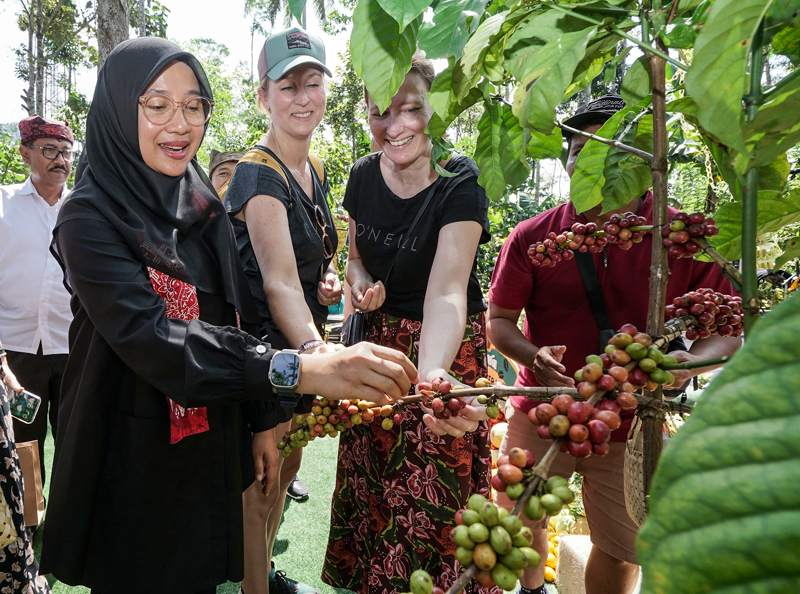 PANEN: Bupati Ipuk Fiestiandani bersama dua wisatawan mancanegara memetik kopi langsung dari pohon.