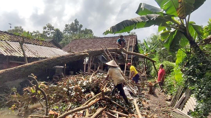 TUMBANG: Pohon kenitu dengan tinggi 15 meter menimpa rumah M Shodiq di Dusun Tegalyasan, Desa Tegalarum, Kecamatan Sempu Minggu (4/8)