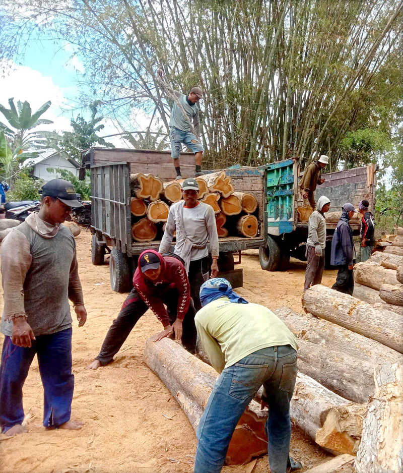 KAYU ILLEGAL: Buruh angkut mengangkut 86 batang kayu jati gelondongan yang ditemukan petugas gabungan Perhutani&nbsp;KPH Banyuwangi Selatan&nbsp;bersama Polsek Purwoharjo di lahan kosong tepi sungai