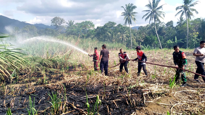 HANGUS: Anggota Damkar bersama polisi dan TNI memadamkan api di lahan tebu Dusun Krajan 1, Desa Kalibaru Kulon, Kecamatan Kalibaru Senin (19/8).