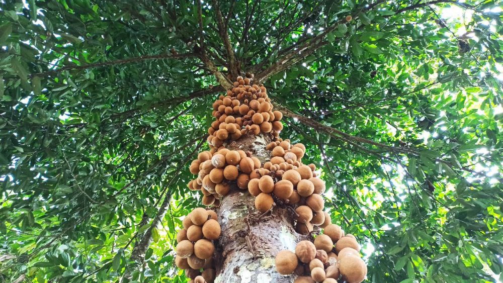 Buah kepel matang pohon di Desa Jambewangi, Kecamatan Sempu