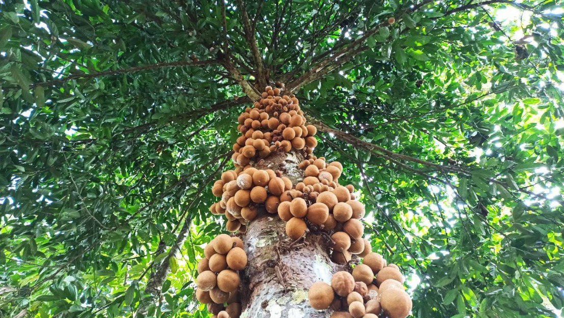Buah kepel sudah masak di pohon yang tumbuh di Desa Jambewangi, Kecamatan Sempu, Banyuwangi.