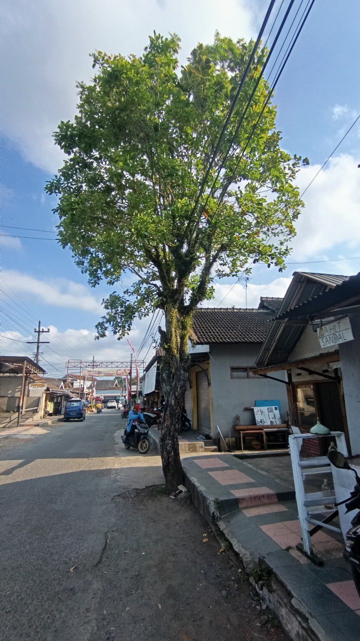 Pohon buah duwet masih bertahan hidup di tepi jalan di Kecamatan Sempu, Banyuwangi.