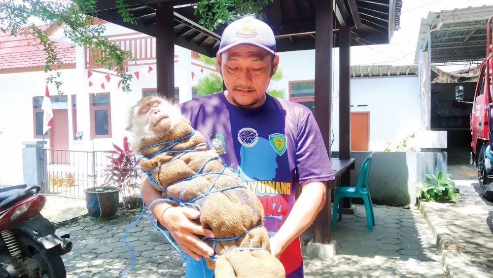 TERBUNGKUS: Monyet liar yang meresahkan warga berhasil dievakuasi anggota Damkarmat Sektor Genteng Selasa (10/9)