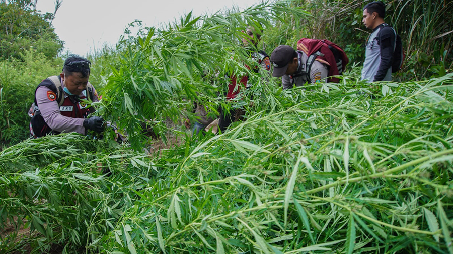 LADANG: Upaya petugas gabungan yang menyisir temuan ladang ganja di lereng Gunung Semeru di Desa Argosari.
