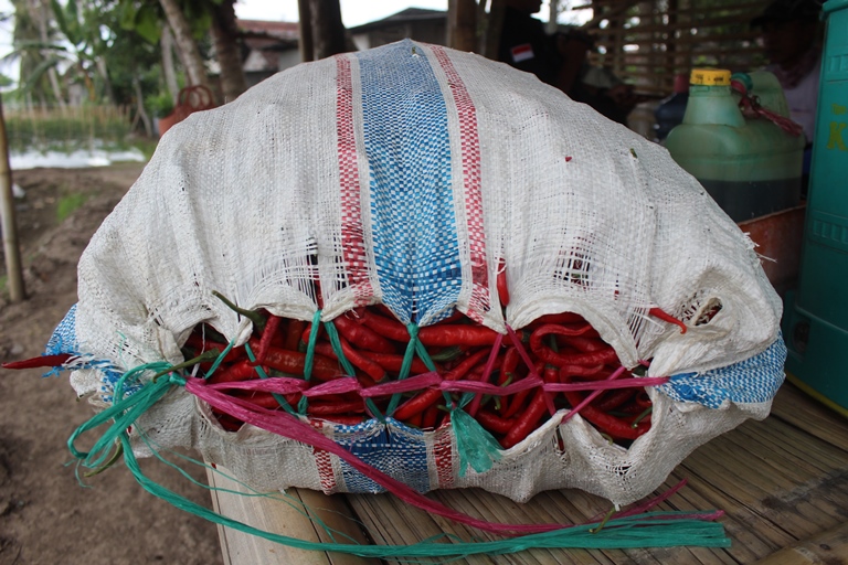 MURAH: Satu karung cabai merah baru dipanen petani di Dusun Krajan, Desa Yosomulyo, Kecamatan Gambiran Kamis (3/10).