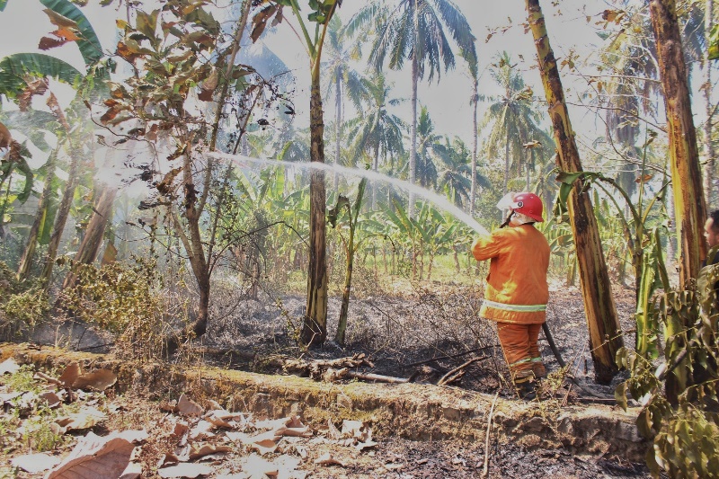 JADI ABU: Petugas Damkarmat Sektor Srono memadamkan api di lahan kosong Dusun Cempokosari, Desa Sarimulyo, Kecamatan Cluring Senin (7/10).
