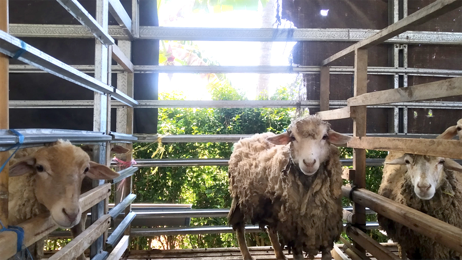 HARGA MEROSOT: Harga kambing mengalami penurunan di tingkat peternak di Dusun Tojo Kidul, Desa Temuguruh, Kecamatan Sempu, Jumat (11/10).