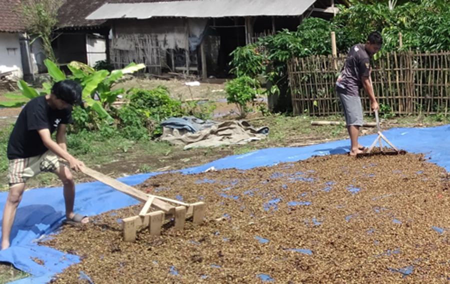 MENJEMUR: Petani kopi sedang mengurai biji kopi saat dikeringkan di Dusun Karang Bangkalan, Desa Kalibaru Manis, Banyuwangi, Jumat (11/10).