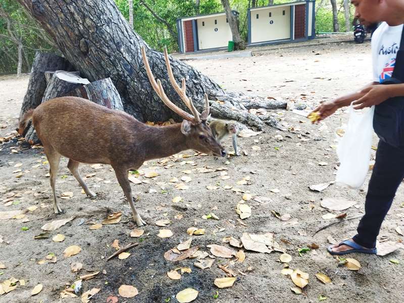 SATWA LIAR: Seorang pengunjung memberi makan rusa dan monyet di kawasan Pantai Trianggulasi Taman Nasional Alas Purwo, Rabu (23/10).