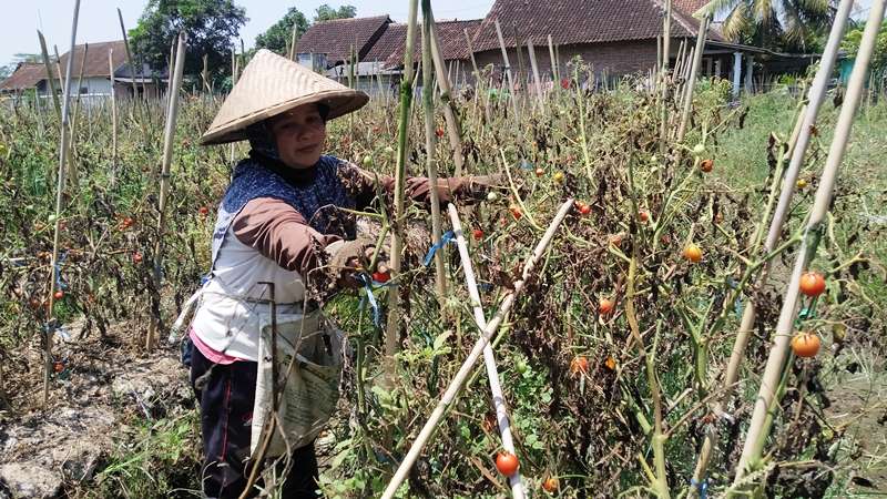 MENGECIL: Santun Tri Wahyuni memetik buah tomat di ladangnya Dusun Curahketangi Barat, Desa Setail, Kecamatan Genteng Senin (28/10).