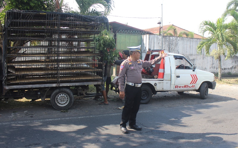 LAKA: Kanit Lantas Polsek Muncar Ipda Gatot Dwi Handoko mengatur arus lalin yang sempat tersendat akibat evakuasi mobil pikap muatan ayam setelah tabrakan beruntun di utara Polsek Srono.