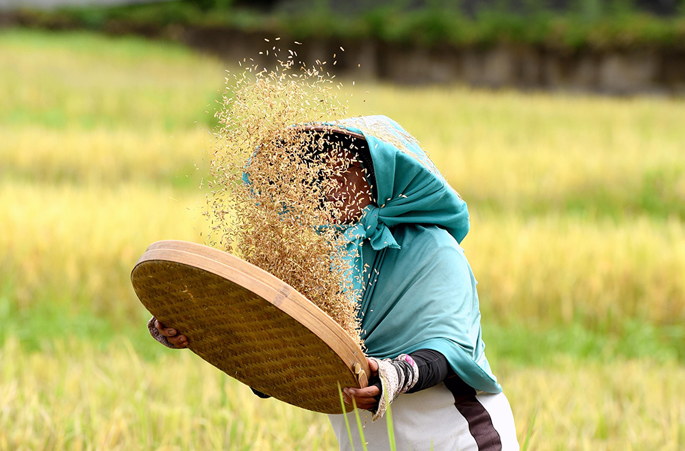 PANEN: Petani membersihkan gabah dengan cara tradisional di lahan pertanian di wilayah Kota Banyuwangi beberapa waktu lalu (20/3).