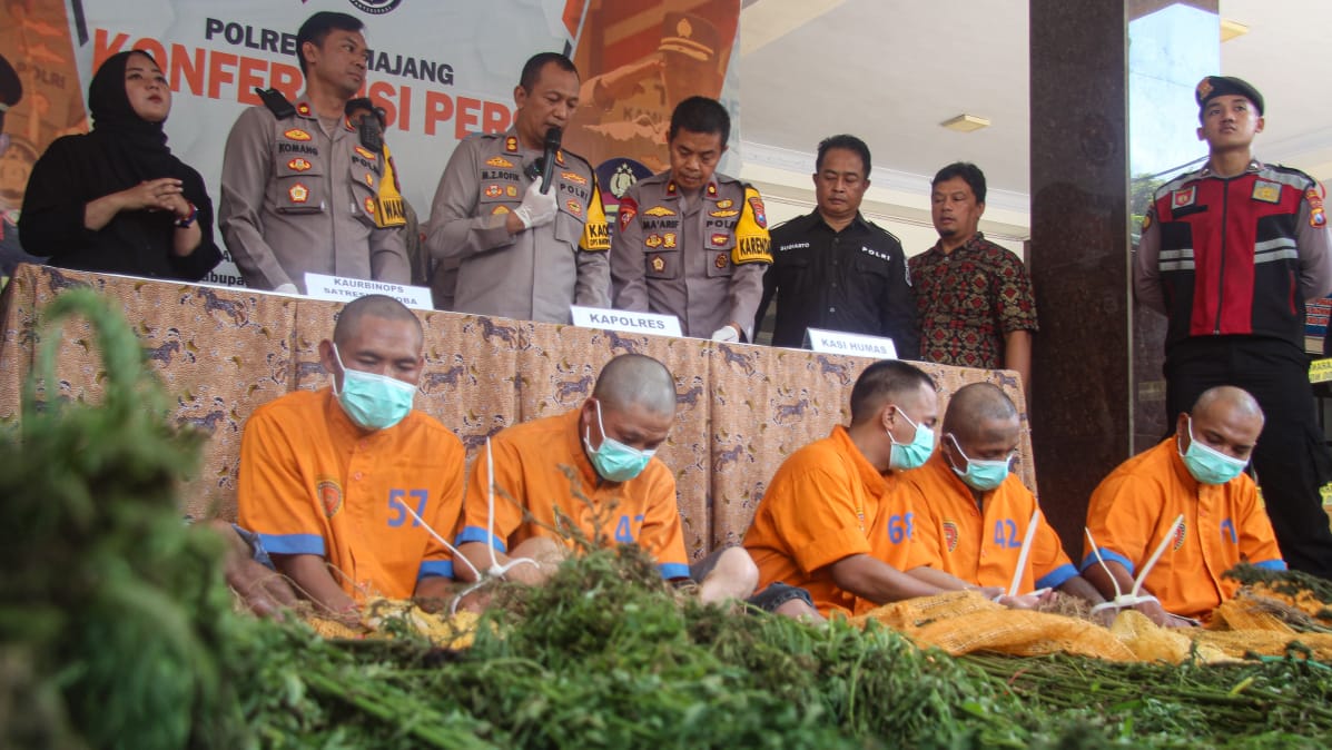 DIAMANKAN: Hasil temuan tanaman ganja yang kembali dicabut di lima titik baru.