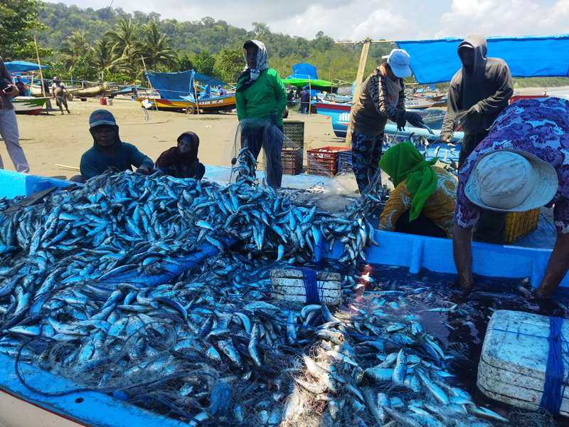 SIAP ANGKUT: Nelayan dan kuli angkut menurunkan ikan lemuru hasil tangkapan di Pantai Rajegwesi, Desa Sarongan, Kecamatan Pesanggaran Kamis (31/10)