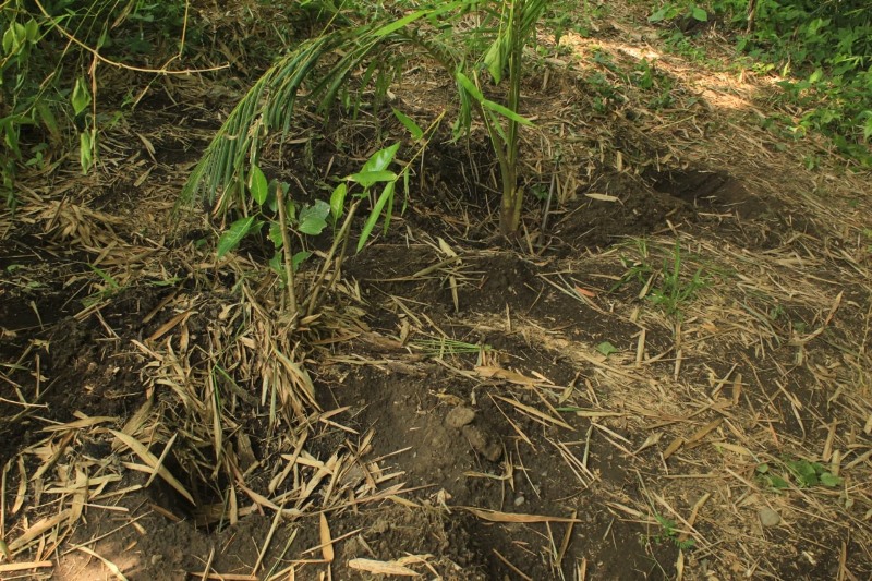 SENGAJA DIBUNUH: Banyak lubang di sekitar penemuan ari-ari bayi di kebun Dusun Sidomulyo, Desa Sumberberas, Kecamatan Muncar Rabu (6/11).