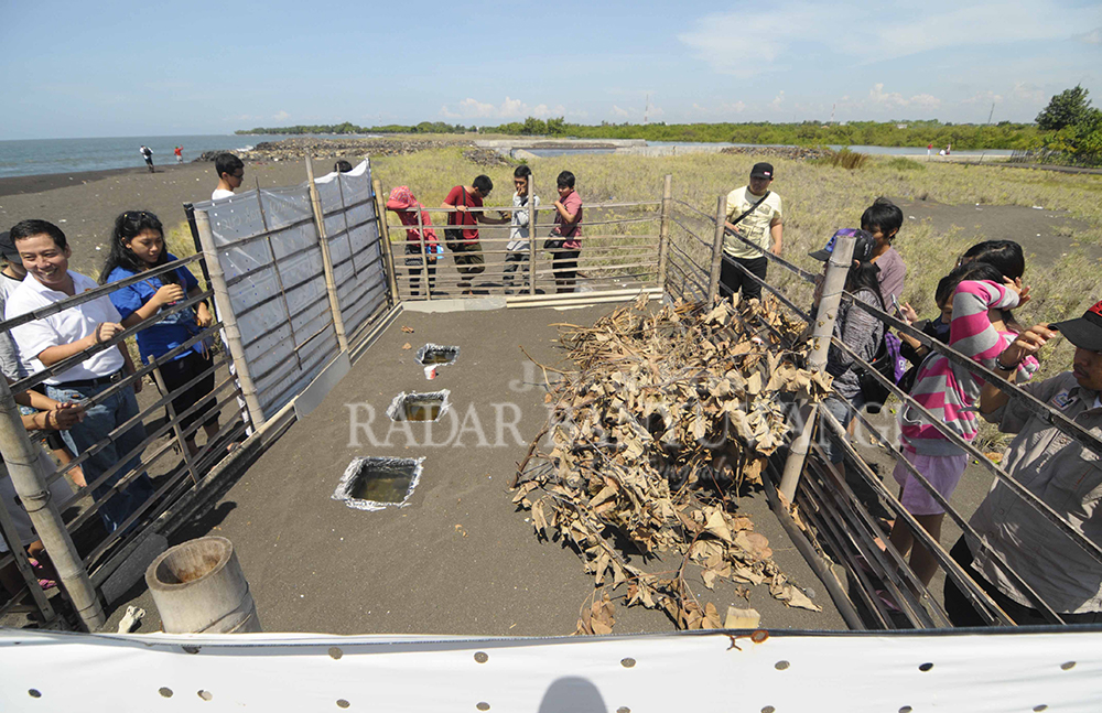 TEMPAT PENETASAN PENYU: Kawasan Pantai Boom juga dijadikan tempat untuk penyelamatan penyu.